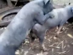 Excellent dilettante recorded clip captured on the ranch by zoophilia fan of 2 pigs fucking